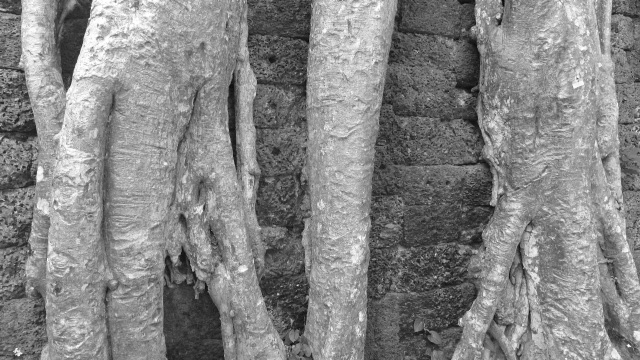 roots stone.jpg